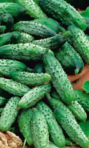 Огурец ЧЕРНОМОР F1