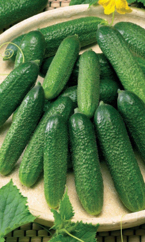 Огурец ДЕЛИКАТЕС