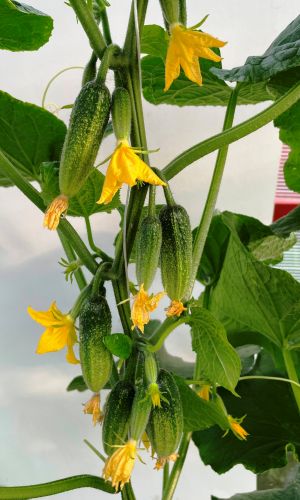 Огурец ДОМОВЁНОК КУЗЯ F1