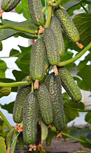 Огурец ДРУЖНАЯ КОМПАНИЯ F1