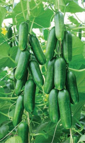 Огурец ЕГИПЕТСКАЯ СИЛА F1