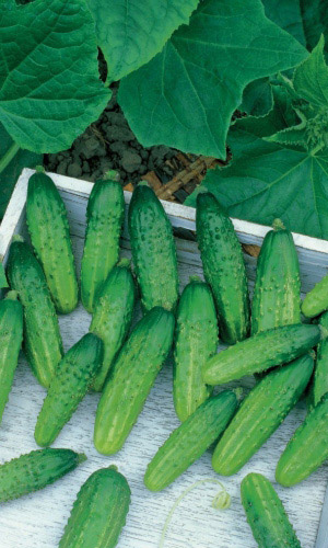 Огурец ЭТАЛОН