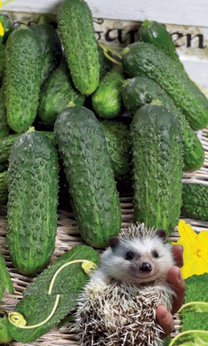 Огурец ЁЖИК F1