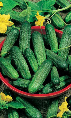 Огурец ГИНГА F1