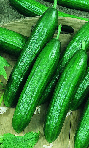 Огурец ХРУСТЯЩИЙ ЛОМТИК F1