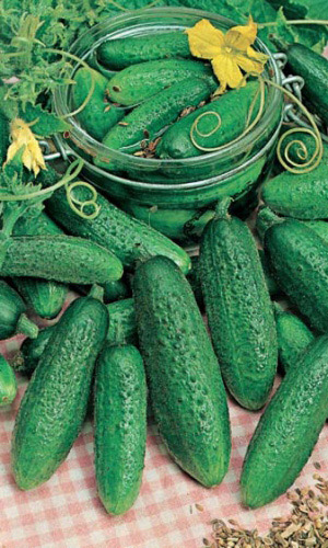 Огурец ИЗОБИЛЬЕ ДАЧНИКА F1