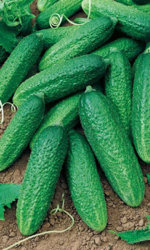 Огурец ИЗЯЩНЫЙ