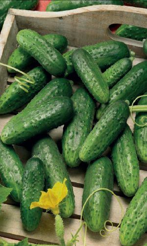 Огурец КАБЛУЧОК