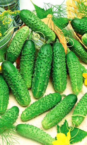 Огурец КАПЕЛЬКА