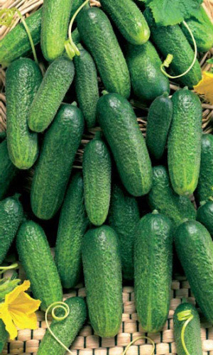 Огурец КОННИ F1