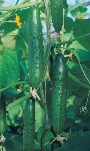 Огурец ЛЕГЕНДА F1