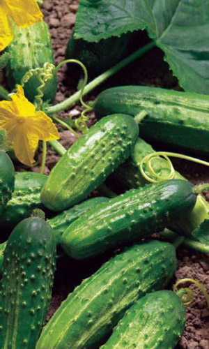 Огурец ЛОРД F1