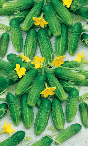 Огурец НАДЁЖНЫЙ