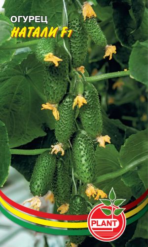Огурец НАТАЛИ F1