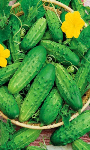 Огурец НЕЖИНСКИЙ 12