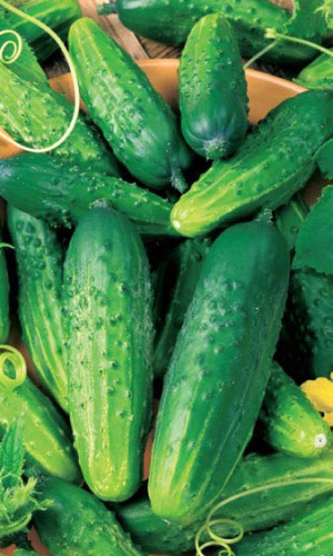 Огурец ПАРИЖСКИЙ КОРНИШОН