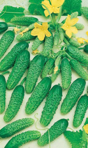 Огурец ПАРКЕР F1 &mdash; Жаростойкий гибрид! Пучковой! С обильным плодоношением!