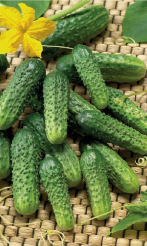Огурец ПАСАДЕНА F1