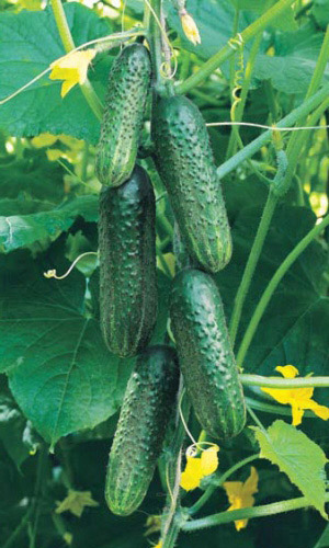 Огурец ПУЧКОВЫЙ 632 F1