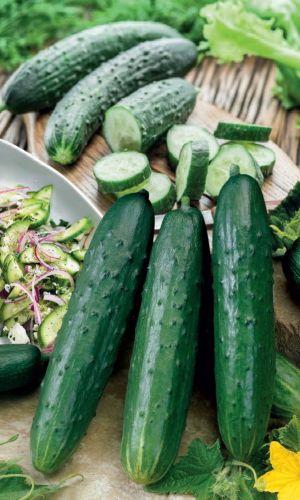 Огурец САЛАТНЫЙ СУПЕРРАННИЙ F1