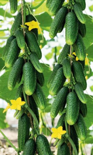 Огурец СИБИРСКАЯ ТРОЙКА F1