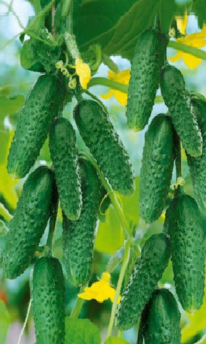 Огурец ТАГАНАЙ F1