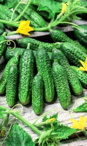 Огурец ТЁЩА F1