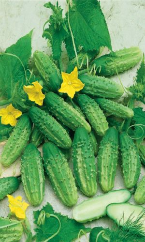 Огурец УРАЛЬСКИЙ ЗАСОЛ