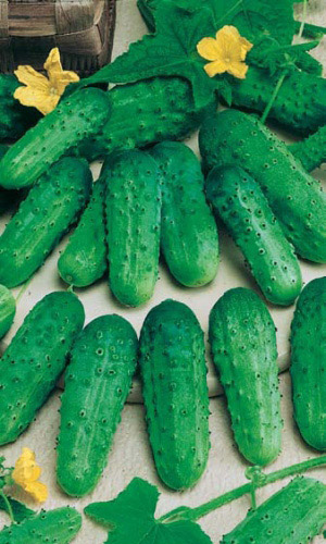 Огурец ЗАКУСОЧНЫЙ