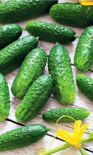 Огурец ЗАСОЛОЧНЫЙ (большой пакет)