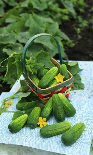 Огурец ЗОЛОТОЙ ЮБИЛЕЙ