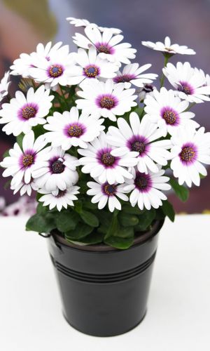 Остеоспермум НЕБО И ЛЁД