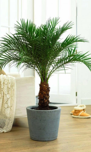 Пальма ФИНИКОВАЯ &mdash; Комнатная