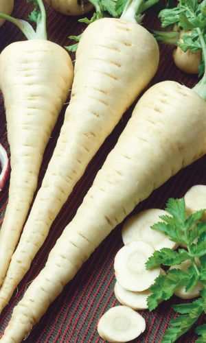 Пастернак БЕЛЫЙ АИСТ — Высокоурожайный! Неприхотливый! Лёжкий и очень полезный!