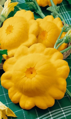 Патиссон ЛИМОНАДНЫЙ ДЖО