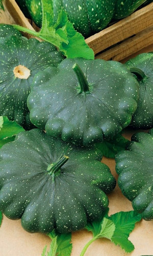 Патиссон МАРСИАНИН