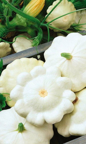 Патиссон СНЕЖНАЯ КОРОЛЕВА