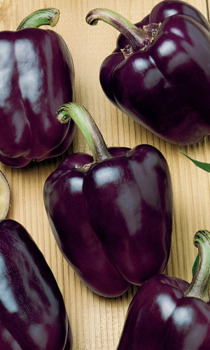 Перец АМЕТИСТ