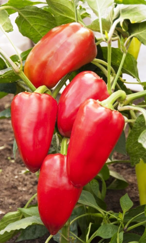 Перец АРКТИКА F1