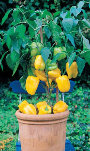 Перец БАЛКОННОЕ ЧУДО ИВО