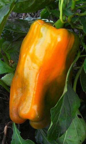 Перец ДРАЙВ F1