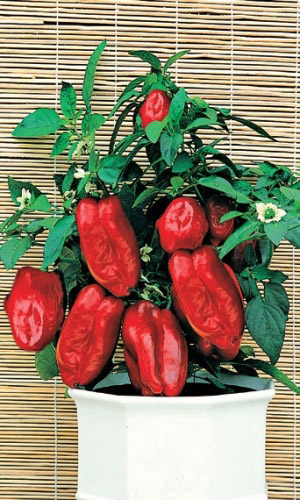 Перец ГНОМИК