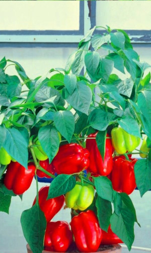 Перец ГРАНАТОВЫЙ БРАСЛЕТ