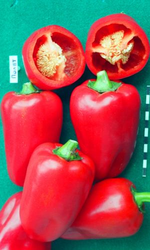 Перец ПОЛЁТ