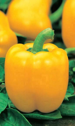 Перец ПРИЗМА ЖЁЛТАЯ