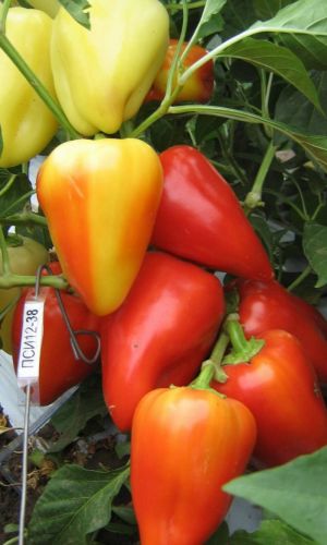 Перец СОЛНЕЧНЫЙ