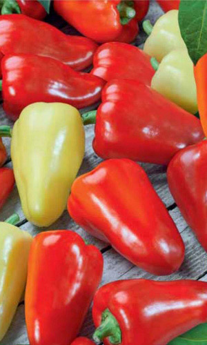 Перец ТЕМП F1