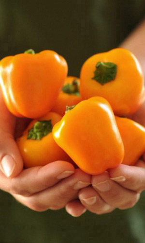 Перец ЯНТАРНЫЙ