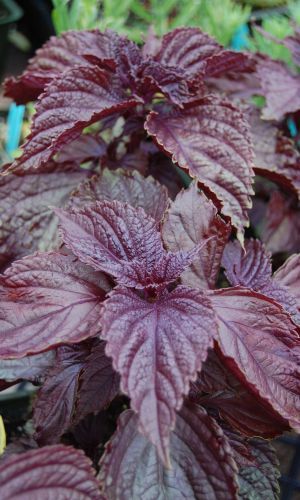 Перилла овощная АКАЖИСО РЕД