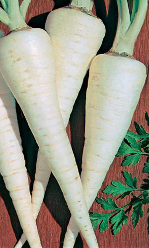 Петрушка корневая КОРЕНЬ МАНДРАГОРЫ